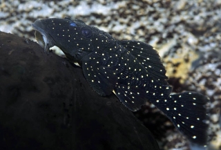 Parancistrus nudiventris