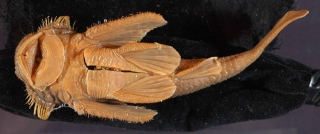 Pareiorhaphis cameroni Pareiorhaphis cameroni