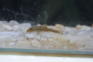 Parotocinclus jacksoni
