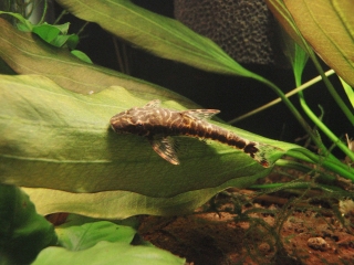 Parotocinclus maculicauda
