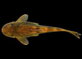 Parotocinclus pukuixe Parotocinclus pukuixe