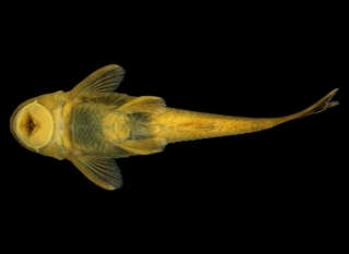 Parotocinclus pukuixe Parotocinclus pukuixe