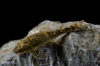 Parotocinclus spilosoma