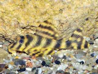 Peckoltia amjikin