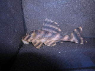 Peckoltia amjikin