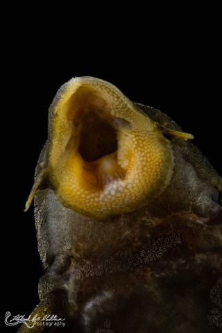 Peckoltia sp. (L076)