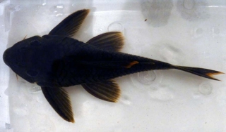 Peckoltia sp. (L076)