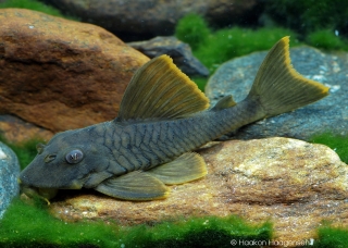 Peckoltia sp. (L076)