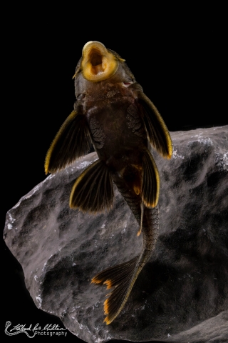 Peckoltia sp. (L076)