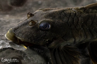 Peckoltia sp. (L076)