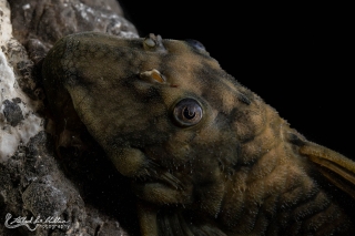 Peckoltia sp. (L076)