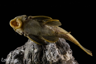 Peckoltia sp. (L076)