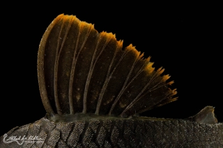 Peckoltia sp. (L076)