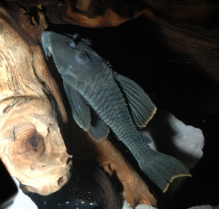 Peckoltia sp. (L076)