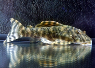 Peckoltia sp. (L080)