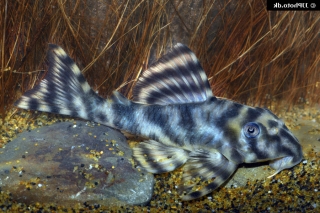 Peckoltia sp. (L140)