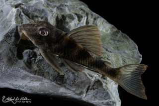 Peckoltia sp. (L265)