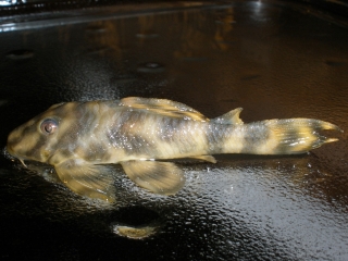 Peckoltia sp. (L288)