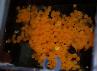 Pseudacanthicus pirarara