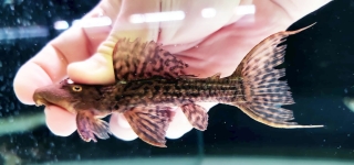 Pseudacanthicus sp. (L079)