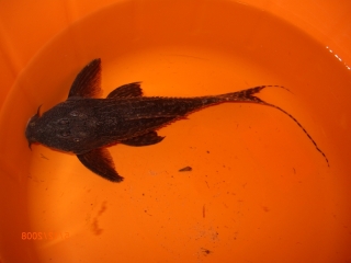 Pseudacanthicus sp. (L275)