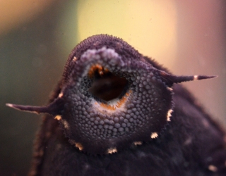 Pseudacanthicus sp. (L452)