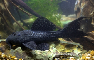 Pseudacanthicus sp. (L452)