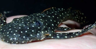 Pseudolithoxus anthrax