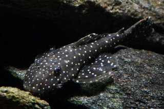 Pseudolithoxus anthrax