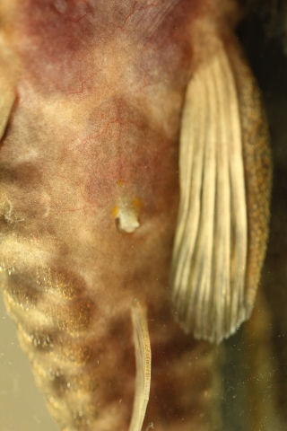 Pseudolithoxus dumus