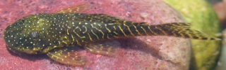 Pseudolithoxus stearleyi