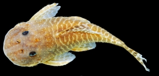Pseudolithoxus stearleyi