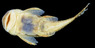 Pseudolithoxus stearleyi