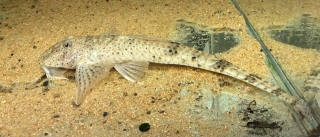 Pseudoloricaria laeviuscula