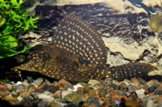 Pterygoplichthys joselimaianus