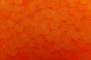 Pterygoplichthys pardalis