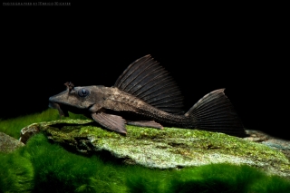 Pterygoplichthys scrophus