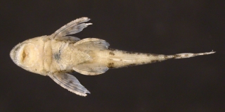 Rhinotocinclus britskii Rhinotocinclus britskii