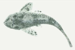 Rhinotocinclus britskii Rhinotocinclus britskii