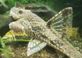 Rineloricaria eigenmanni