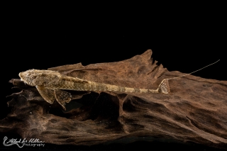 Rineloricaria melini