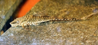 Rineloricaria parva Rineloricaria parva