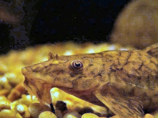 Rineloricaria parva Rineloricaria parva