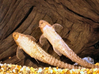 Rineloricaria parva Rineloricaria parva