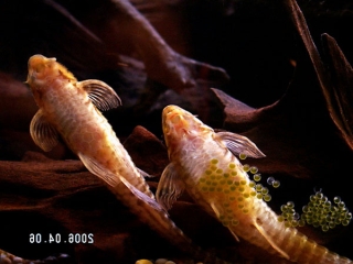 Rineloricaria parva Rineloricaria parva