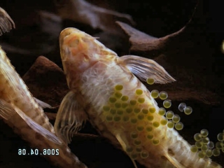 Rineloricaria parva Rineloricaria parva