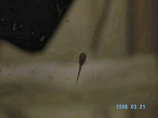 Rineloricaria parva Rineloricaria parva