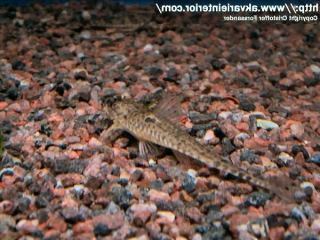 Rineloricaria parva Rineloricaria parva