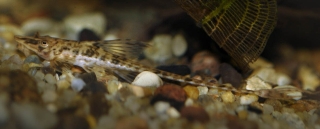 Rineloricaria parva Rineloricaria parva