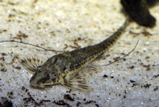 Rineloricaria parva Rineloricaria parva